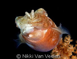 Cuttlefish taken on a night dive at Ras Umm Sid. by Nikki Van Veelen 